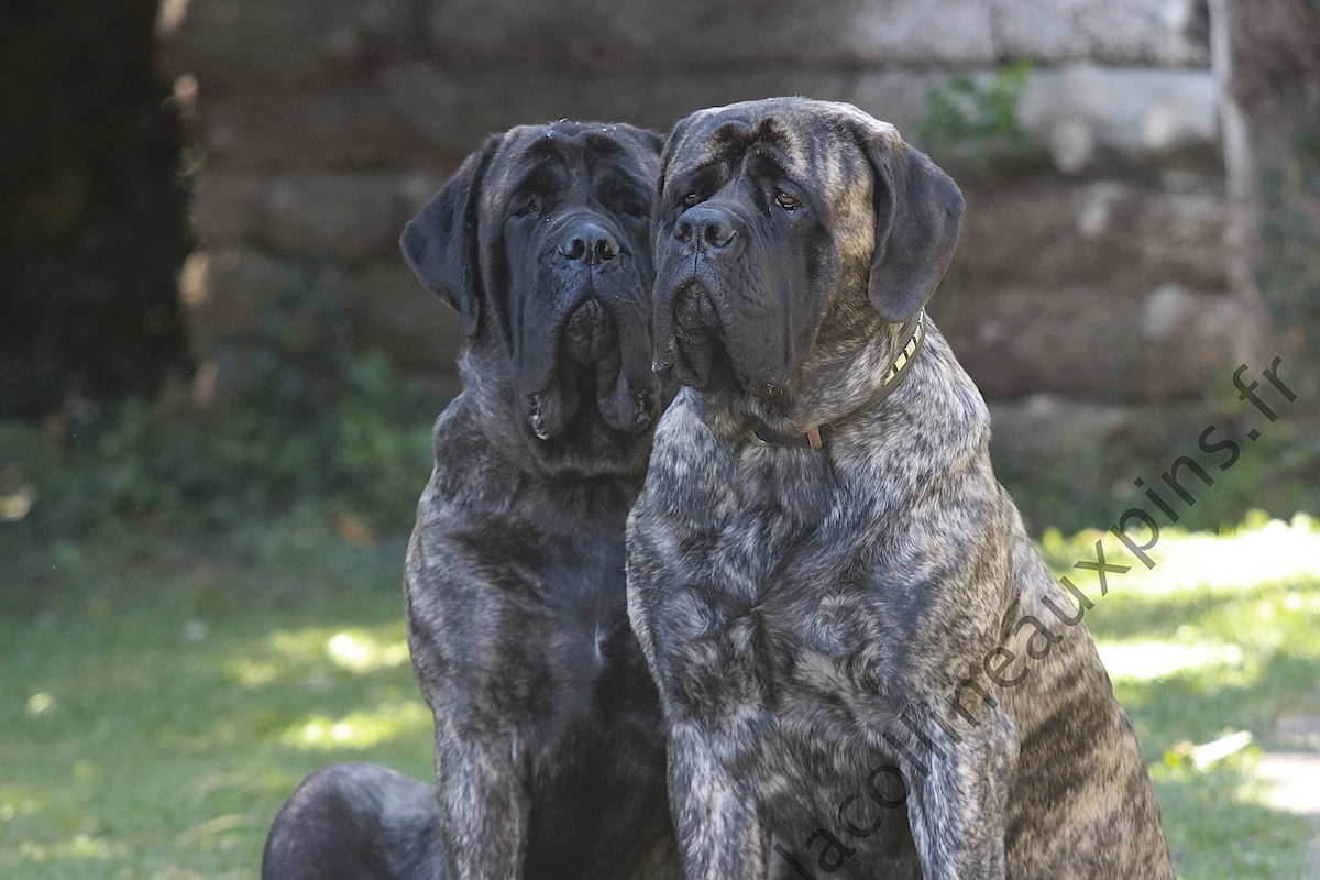 Bienvenue sur l'élevage du Mastiff de la Colline aux Pins d'Or ...
